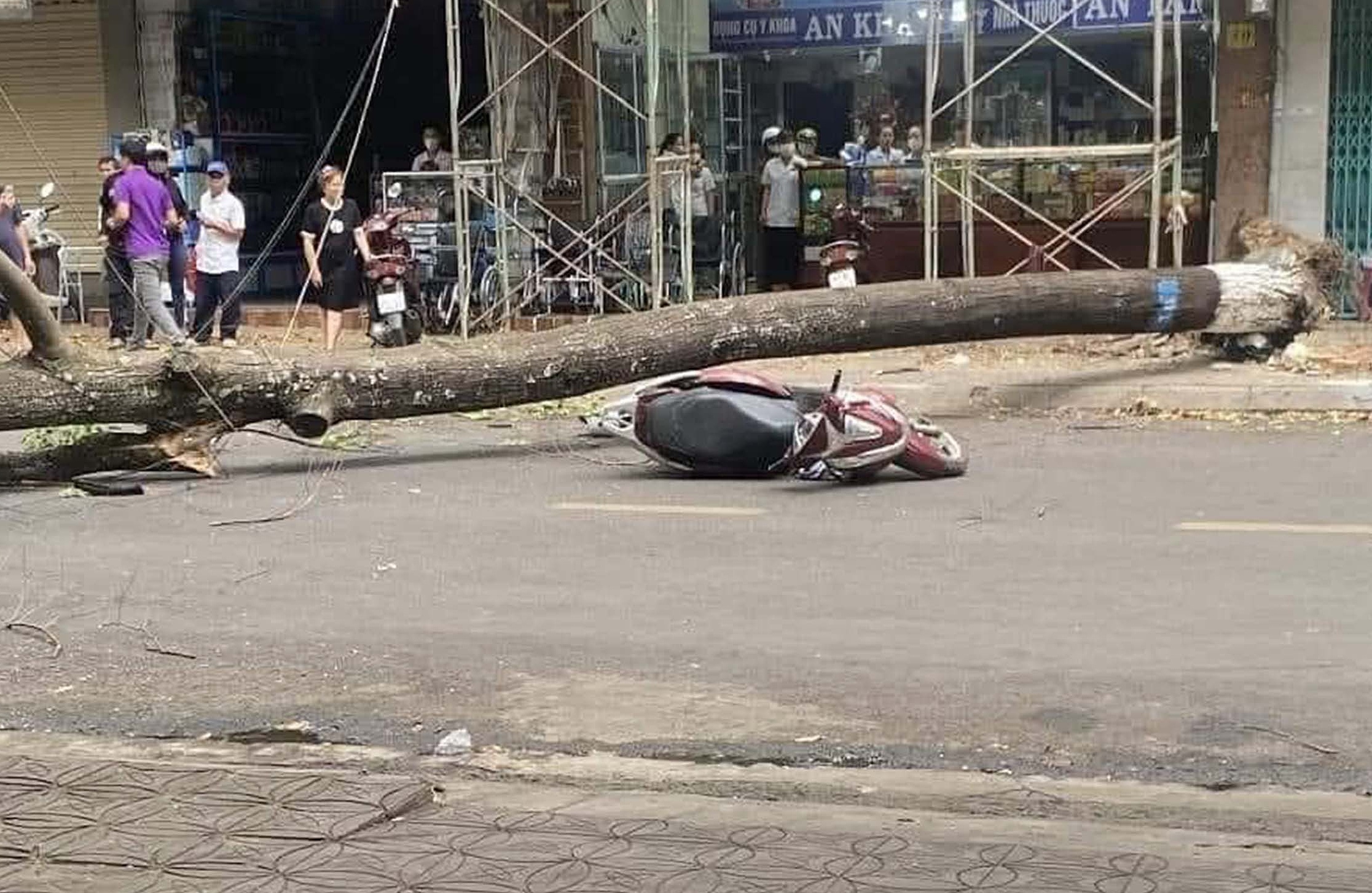Hiện trường cây xanh đè người phụ nữ. Ảnh: Ngọc Oanh