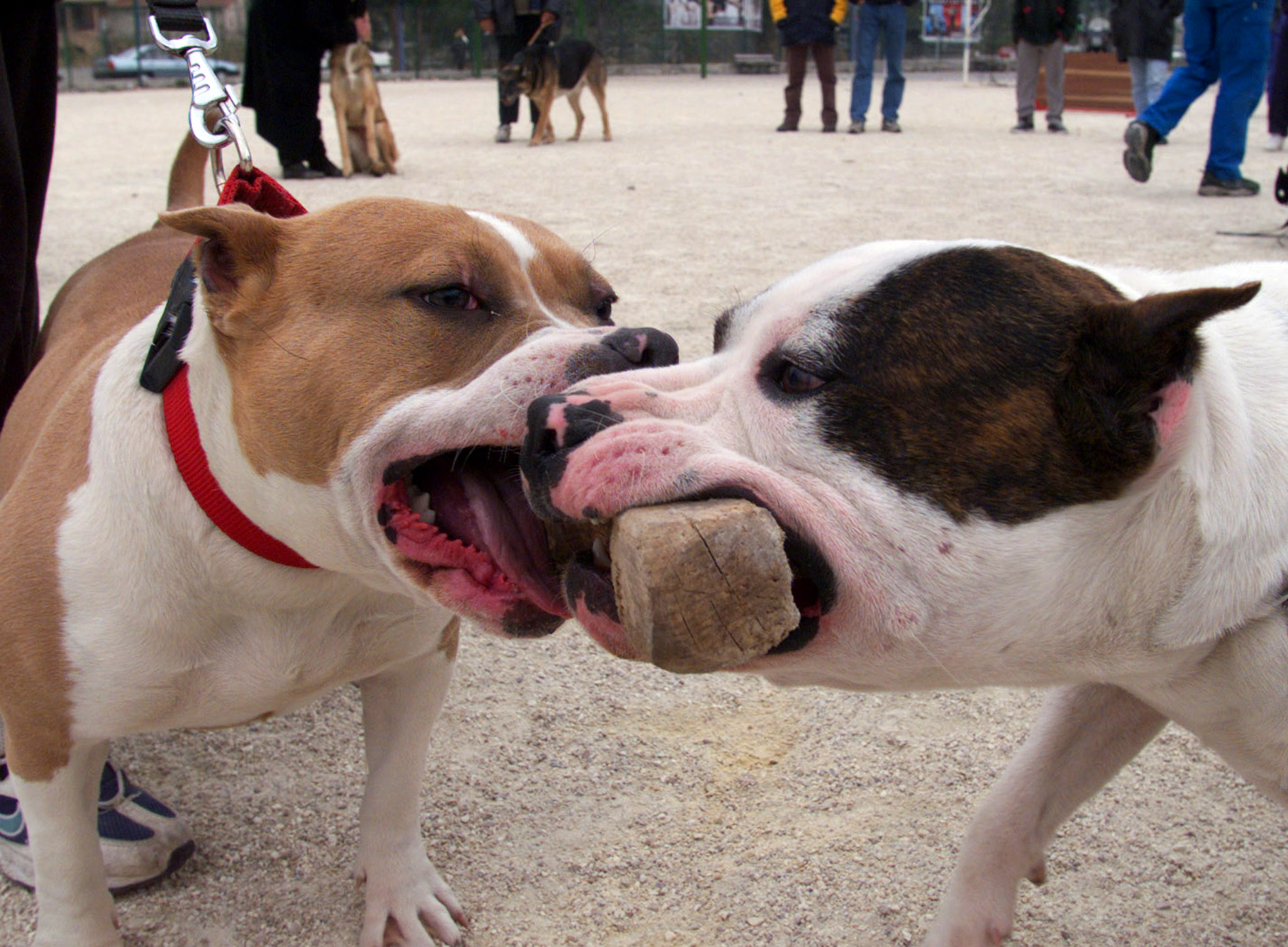 1999-03-18t000000z-666276285-r-7902-3188-1684481219 Hai con chó pitbull giành khúc gỗ tại một chương trình giáo dục ở Nice, Pháp, năm 1999. Ảnh: Reuters