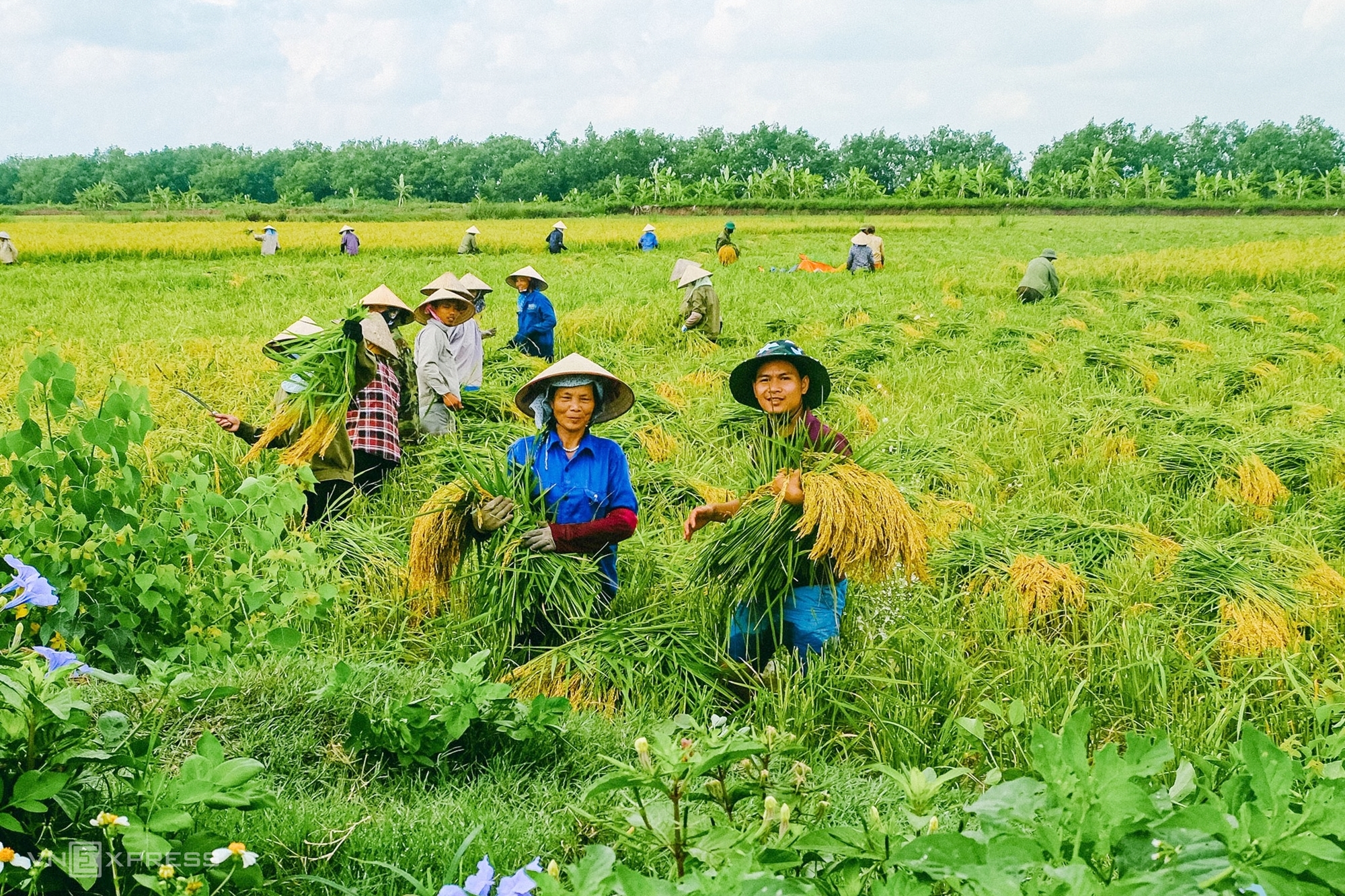 317843388-474056131548169-5305-4467-6197-1683279924 Cường cùng người nông dân xã Tiên Minh, huyện Tiên Lãng thu hoạch lúa trên ruộng rươi vào năm 2022. Ảnh: Nhân vật cung cấp