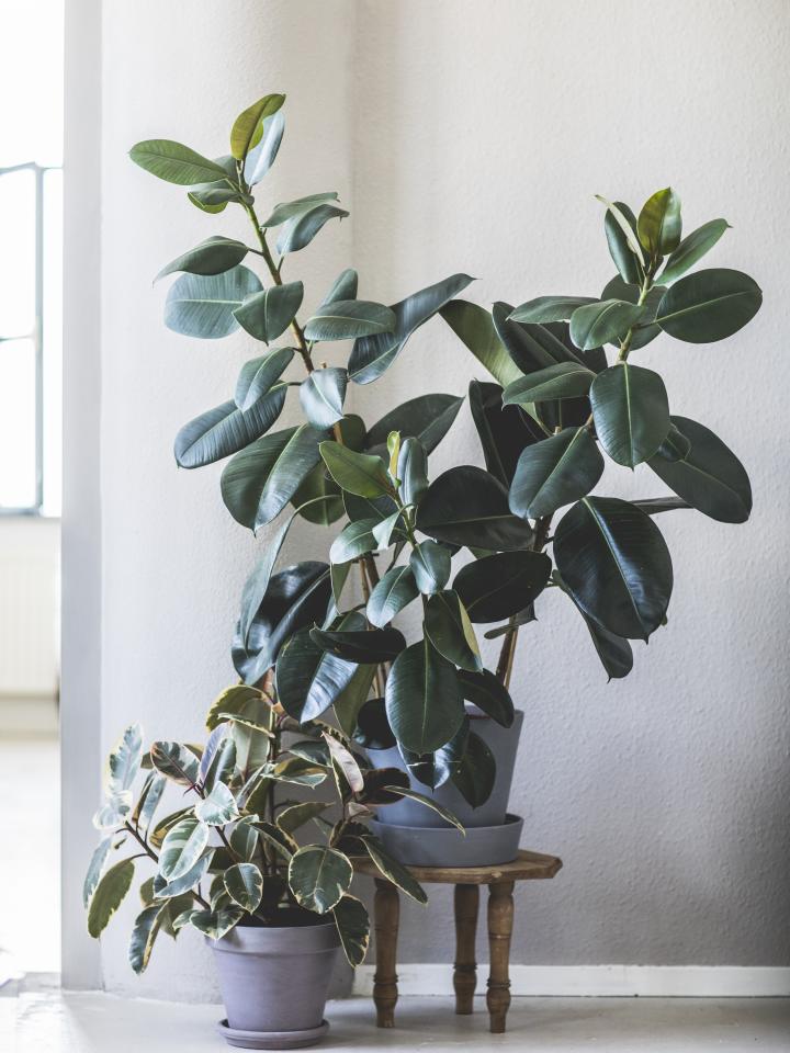 343910993-159071293783420-7411-4395-8606-1684400581 Cây đa búp đỏ