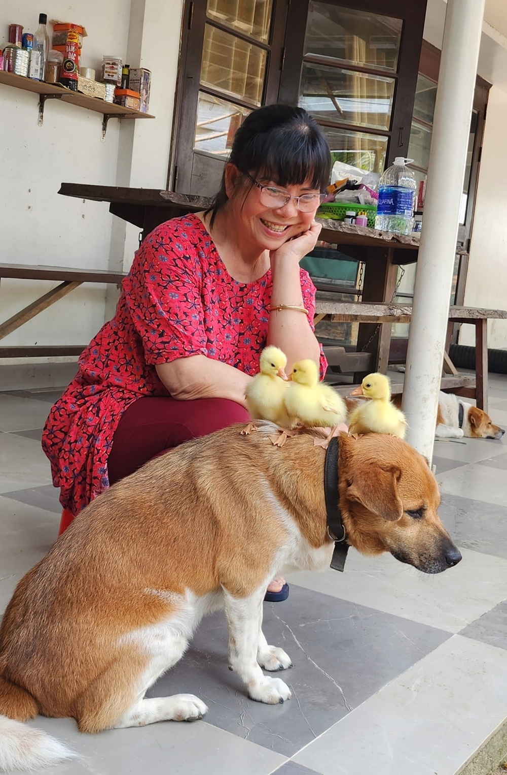 anh-tuyet-cham-ga-heo-14-9068-1684225956 Ánh Tuyết tìm thấy nhiều niềm vui ở tuổi già bên các con vật.