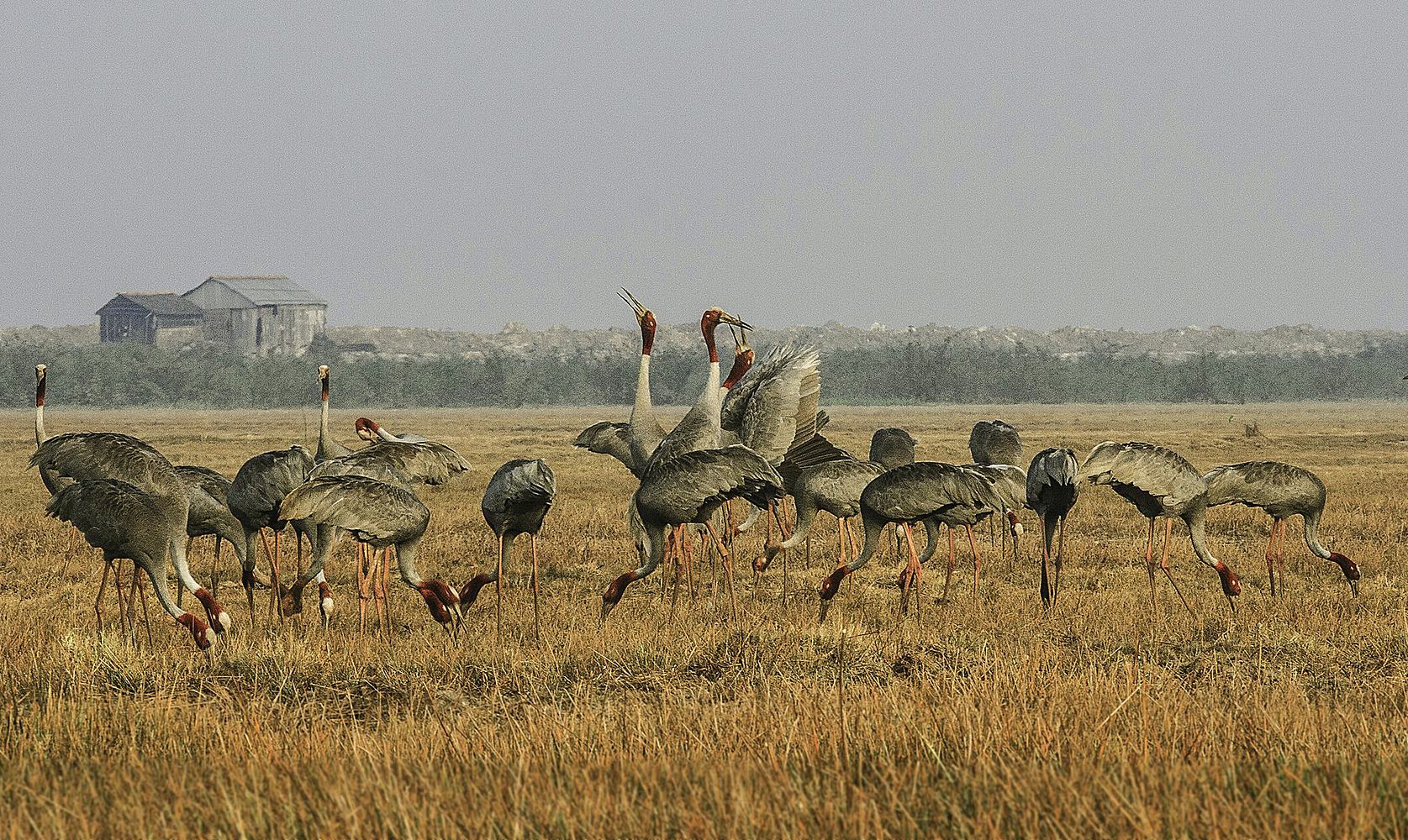 seu2-jpg-7483-1653281369-16842-5765-3393-1684224530 Đàn sếu đầu đỏ trong một lần về trú ngụ ở vườn quốc gia Tràm Chim. Ảnh: Nguyễn Văn Hùng