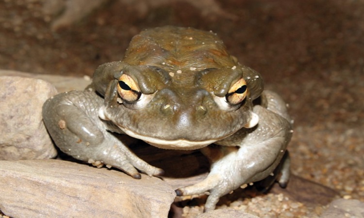vne-hu-1-6394-1684134434 Cóc sa mạc Sonora có kích thước tương đối lớn. Ảnh: Wikimedia