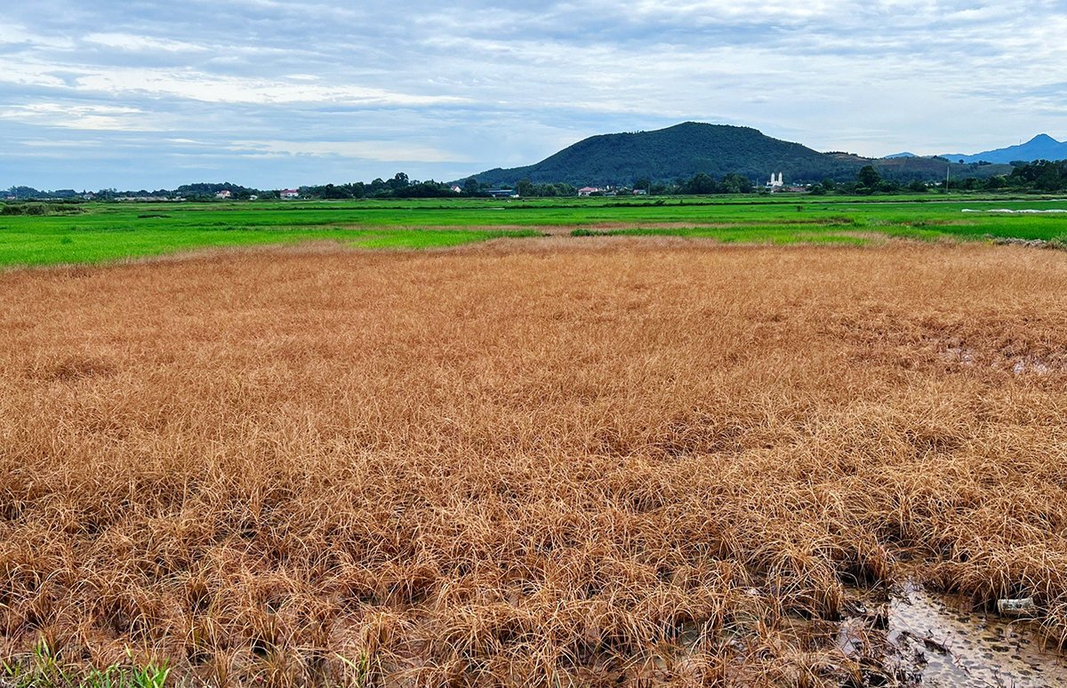 Nhiều diện tích lúa của người dân xã Gia Hanh cháy vàng do nhiễm dầu hôm 2/7. Ảnh:Đức Hùng