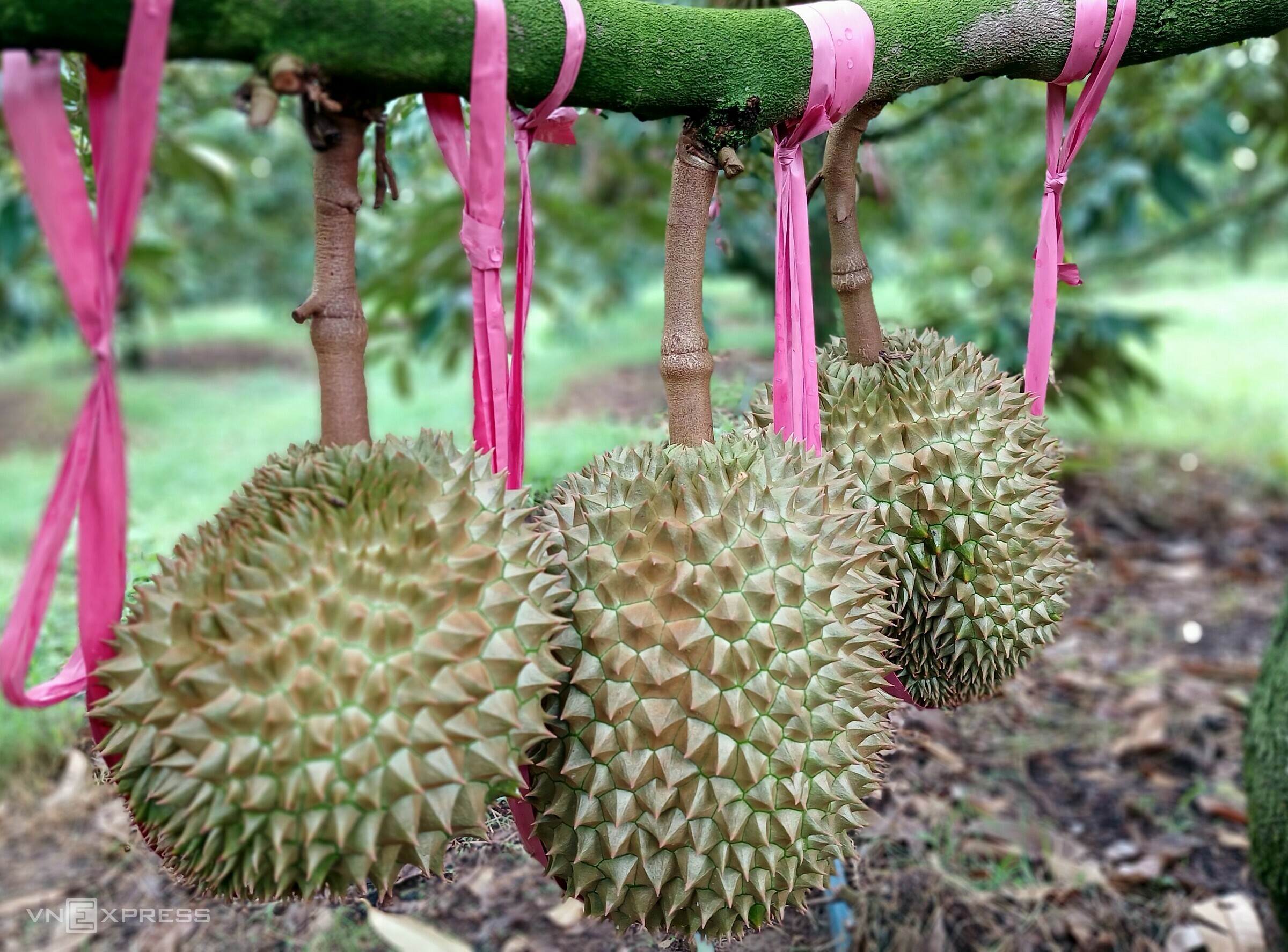 Sầu riêng Monthong tại vườn của Hoàng Anh Gia Lai. Ảnh: Thi Hà