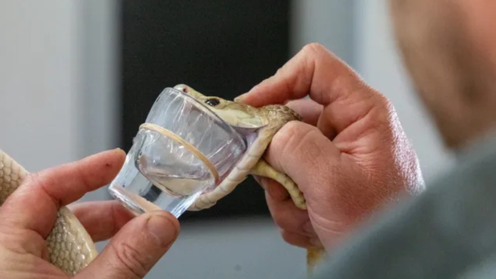 vne-venom-7364-1721359853 Nhân viên của vườn thú vắt nọc của Cyclone. Ảnh: Công viên bò sát Australia