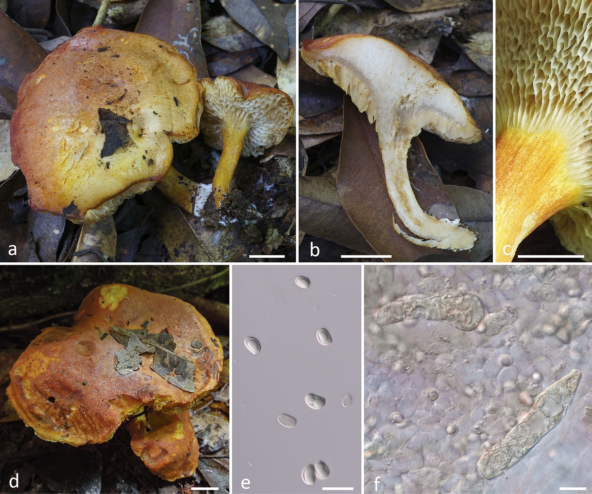 0316daccd50971572818-172371872-8844-9479-1723719200 Loài nấm Tylopilus aurantiovulpinus thuộc họ Boletaceae. Ảnh: Nhóm nghiên cứu