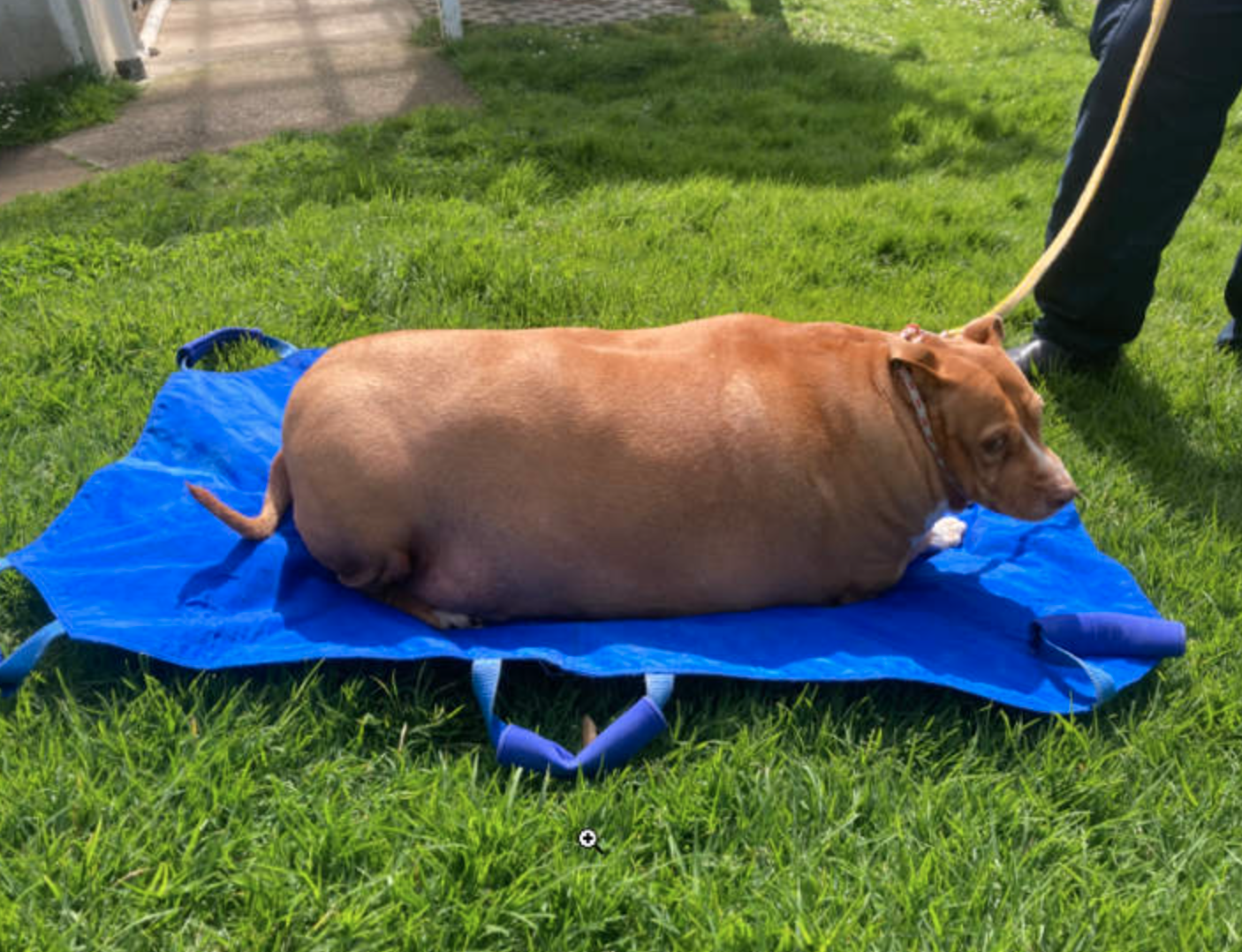 Nuggi khi được nhà chức trách tiếp quản chăm sóc. Ảnh: NZ Herald