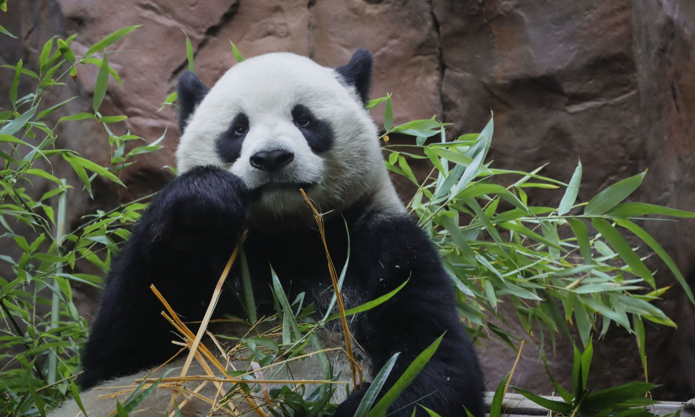 Gấu trúc Yun Chuan tại vườn thú San Diego, California, Mỹ, ngày 8/8. Ảnh: AFP