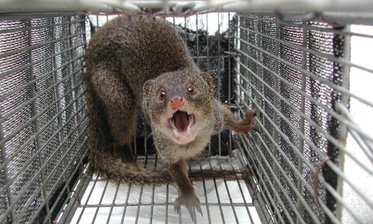 vne-mangoose-1632-1725533463-1 Cầy mangut ăn thịt thỏ thay vì săn rắn độc trên đảo Amami Oshima. Ảnh: AFP