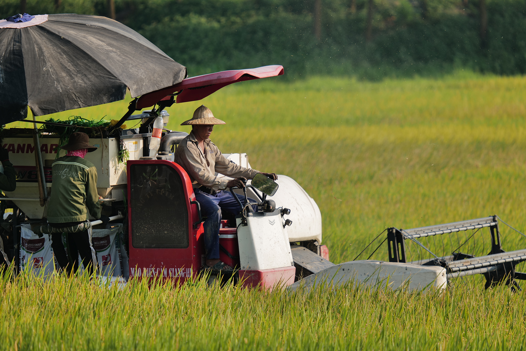 l1120821-jpg-9141-1727842592-1 Gặt lúa ở Đông Anh, Hà Nội tháng 5/2023. Ảnh: Ngọc Thành