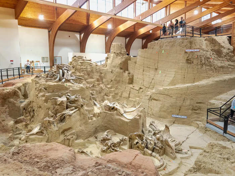 voi-ma-mut-2-4827-1726490970 Hố tử thần mồ chôn của 100 con voi ma mút