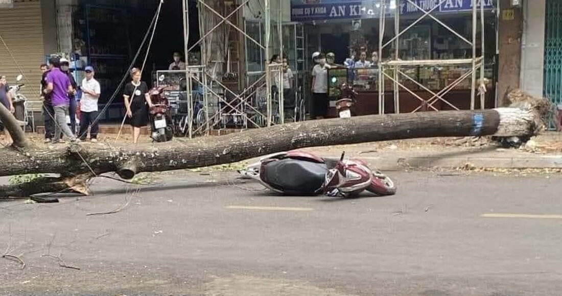Hiện trường cây xanh đè người phụ nữ. Ảnh: Ngọc Oanh