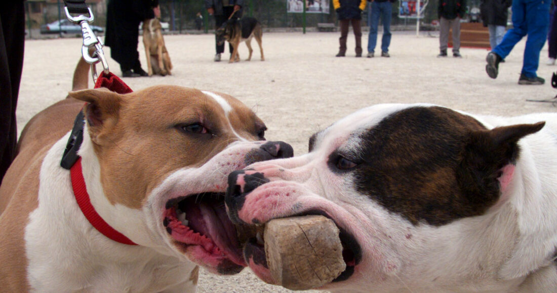 Hai con chó pitbull giành khúc gỗ tại một chương trình giáo dục ở Nice, Pháp, năm 1999. Ảnh: Reuters