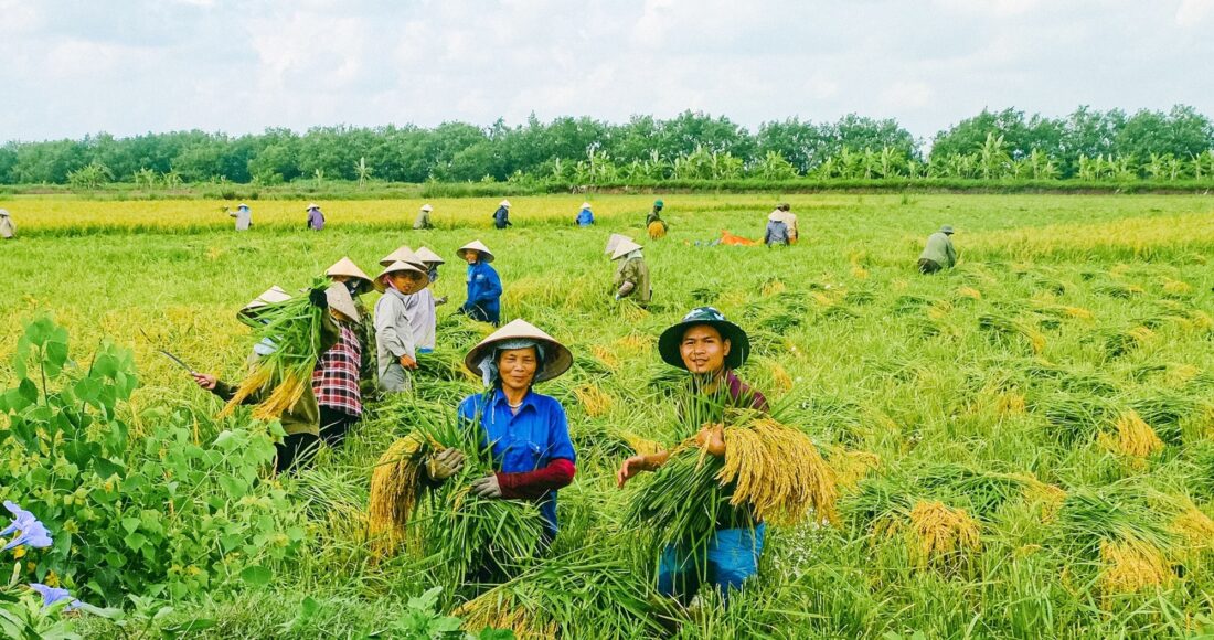 Cường cùng người nông dân xã Tiên Minh, huyện Tiên Lãng  thu hoạch lúa trên ruộng rươi vào năm 2022. Ảnh: Nhân vật cung cấp