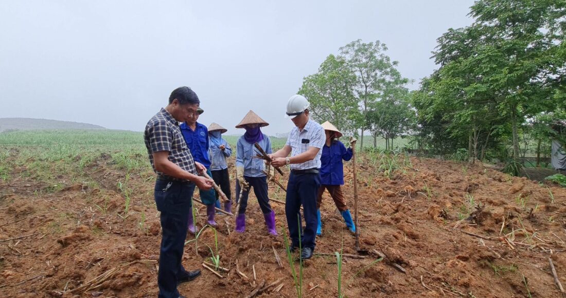 Cán bộ Công ty cổ phần Mía đường Sơn Dương kiểm tra tình trạng mía chết tại xã Hào Phú. Ảnh: Đào Thanh