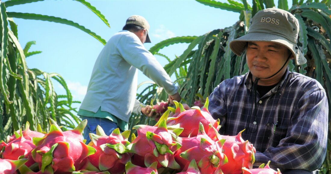 Thu hoạch thanh long tại nhà vườn ở Bình Thuận. Ảnh: Việt Quốc