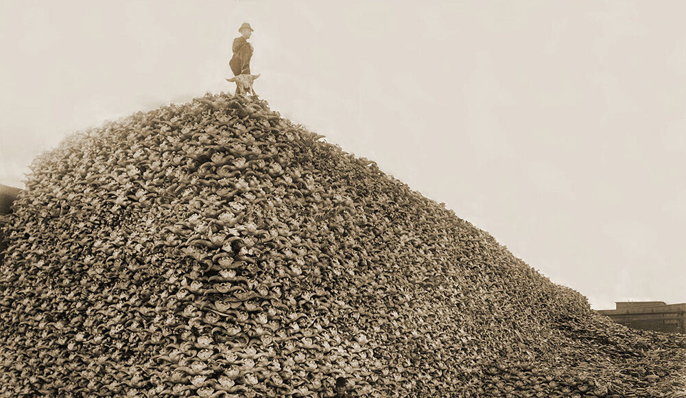 Núi xương sọ bò rừng bison châu Mỹ đang chờ được nghiền làm phân bón năm 1892. Ảnh: Wikimedia