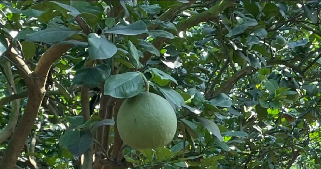 Bưởi da xanh giúp ông Tứ thu mỗi năm khoảng 2 tỷ đồng lợi nhuận. Ảnh: Hà An