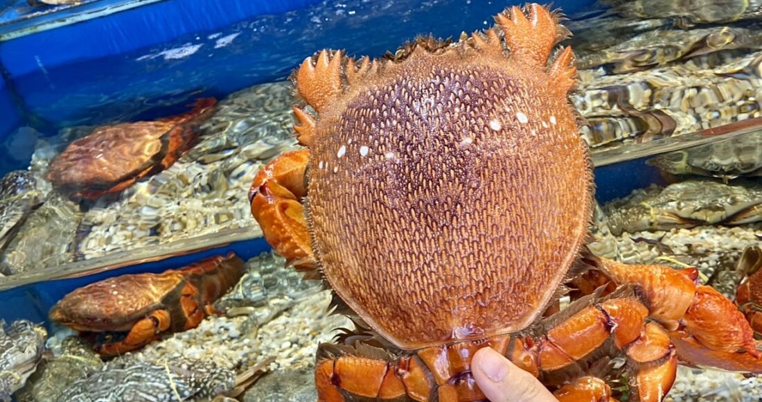 Cua huỳnh đế có trọng lượng  gần 2kg tại cửa hàng hải sản trên đường Phan Văn Trị. Ảnh: HS Lam Dương