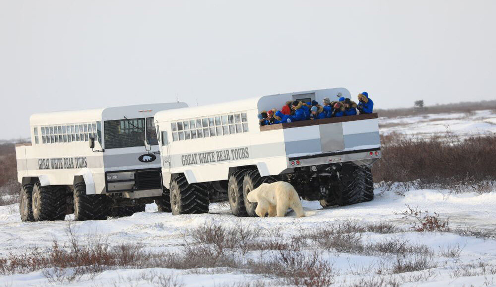 Khách du lịch quan sát gấu Bắc Cực từ trên xe. Ảnh: Aceshot1/Amusing Planet