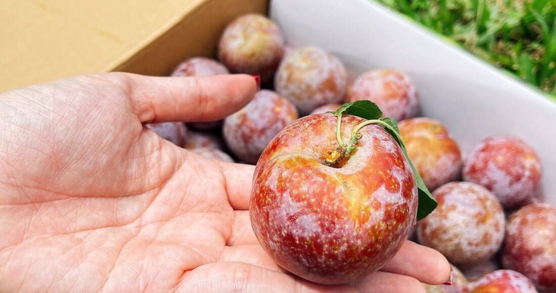 Mận Ruby Sơn Lan được đóng thùng để vận chuyển bằng đường hàng không vào miền Nam. Ảnh: Ngọc Huyền