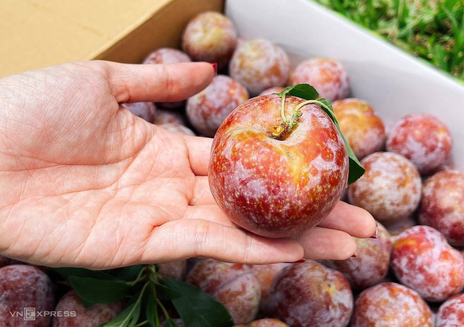 Mận Ruby Sơn Lan được đóng thùng để vận chuyển bằng đường hàng không vào miền Nam. Ảnh: Ngọc Huyền