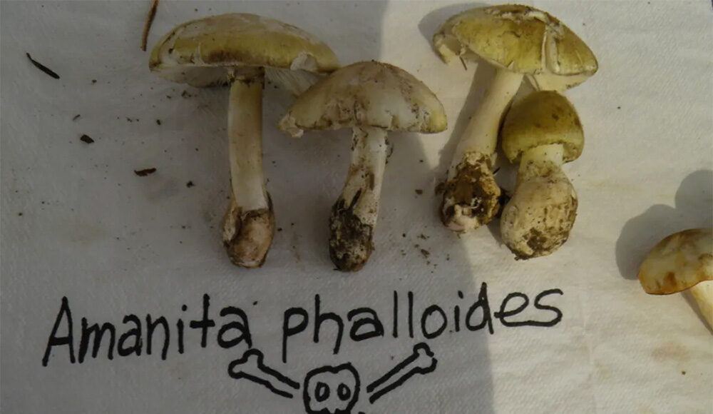 Nấm tử thần Amanita phalloides. Ảnh: Bkaounas/iNaturalist