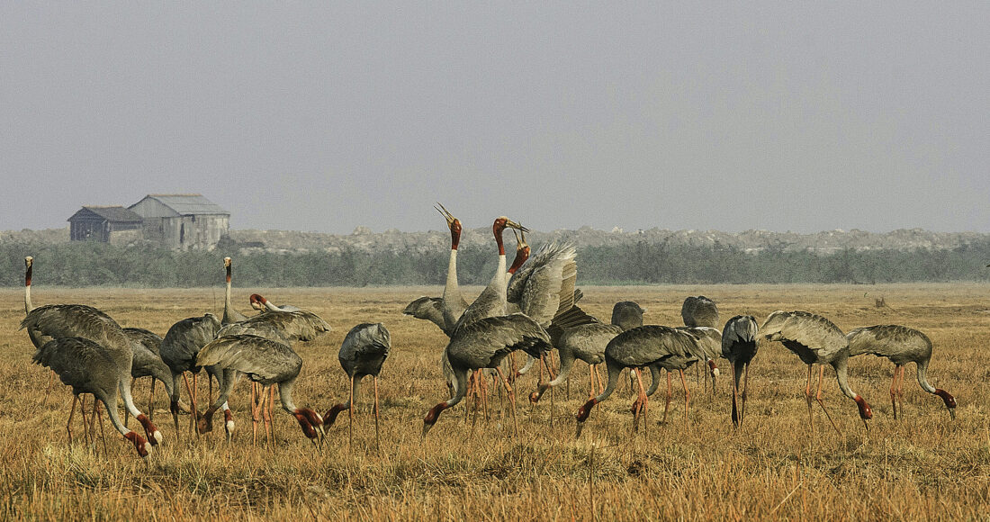 Đàn sếu đầu đỏ trong một lần về trú ngụ ở vườn quốc gia Tràm Chim. Ảnh: Nguyễn Văn Hùng