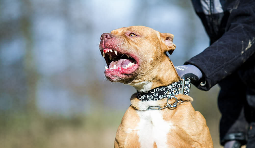 Pitbull là giống chó dữ bị cấm, hạn chế nuôi ở toàn lãnh thổ hoặc một số bang, của 49 quốc gia. Ảnh: Forum Daily