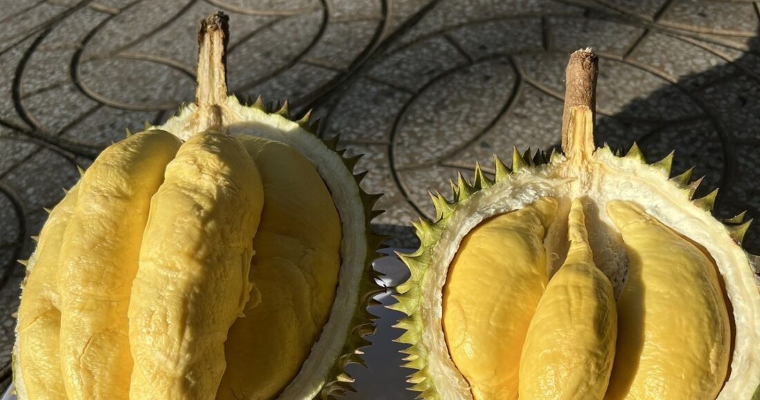 Sầu riềng tại nhà vườn ở Cần Thơ. Ảnh: Mạnh Khương