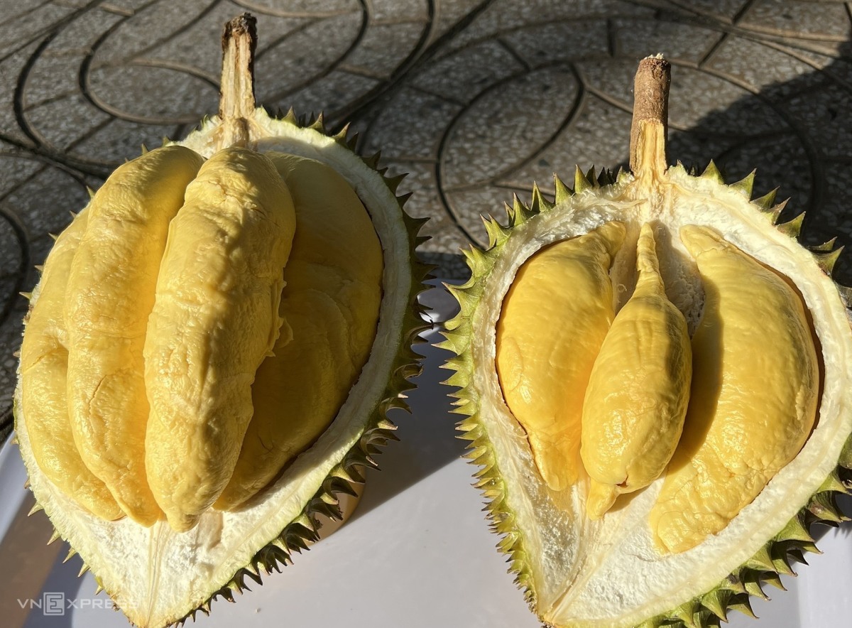 Sầu riềng tại nhà vườn ở Cần Thơ. Ảnh: Mạnh Khương