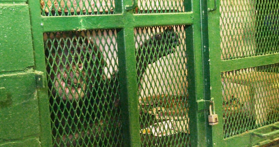 Tommy trong lồng sắt. Ảnh: NhRP