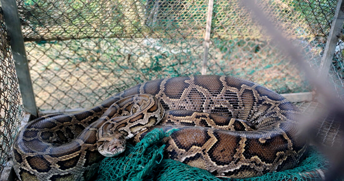 Con trăn lúc được bắt ra từ chuồng gà của gia đình chị Thủy. Ảnh: Hùng Lê