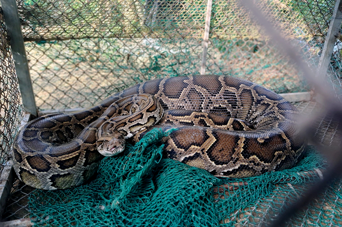 Con trăn lúc được bắt ra từ chuồng gà của gia đình chị Thủy. Ảnh: Hùng Lê