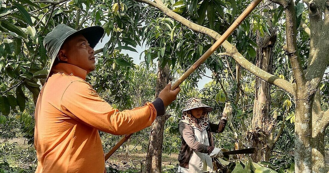Vợ chồng chị Linh chăm sóc vườn xoài ở Định Quán. Ảnh: An Phương