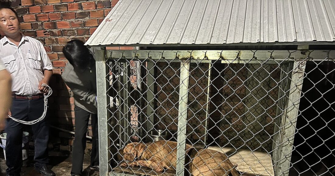 Chó được gây mê để phục vụ điều tra