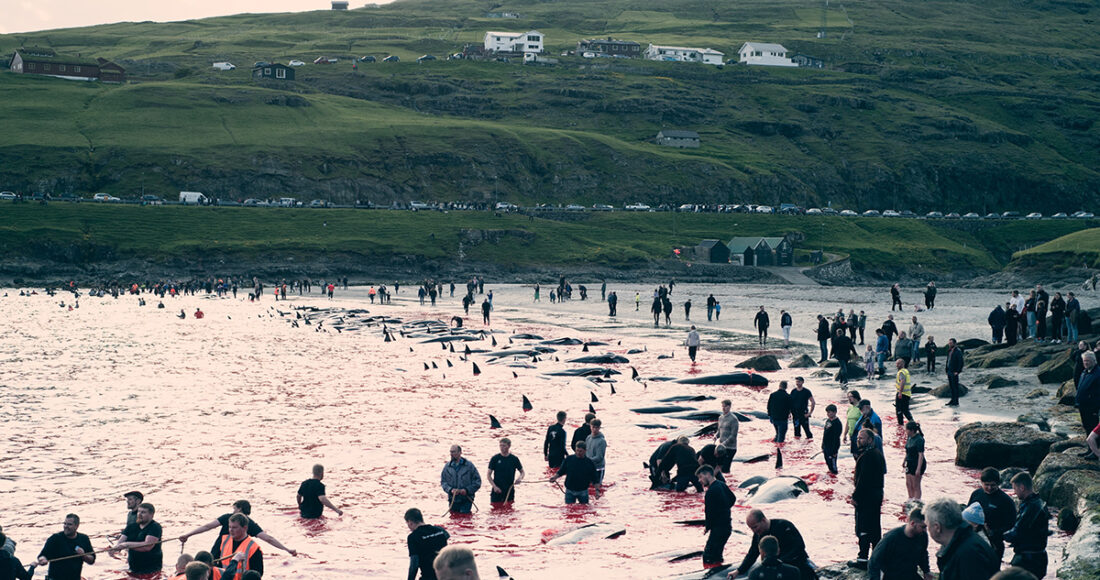 Những người săn cá heo ở Leynar, quần đảo Faroe ngày 14/6. Ảnh: AFP/Sea Shepherd