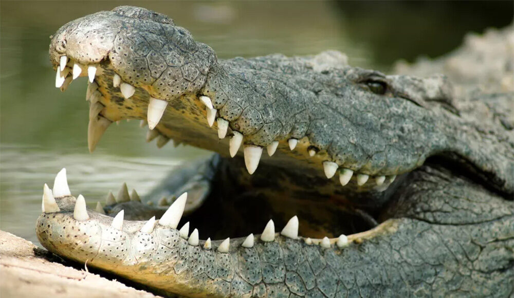Cá sấu nước mặn trưởng thành có lực cắn  lên tới 3.700 psi (16.460 N). Ảnh: Hindenburgdalhoff