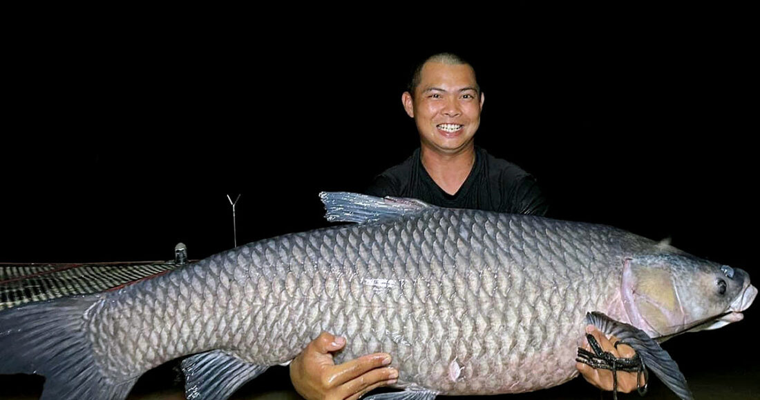 Con cá trắm đen nặng 40 kg mà anh Hòa câu được ở đập Khe Là. Ảnh: Phú Hữu