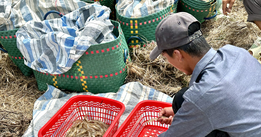 Thương lái xem tôm tại ao của anh Văn Thủ ngày 20/5. Ảnh:Dỹ Tùng