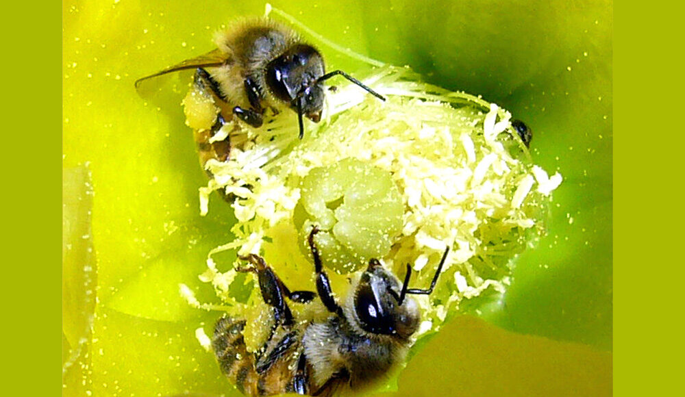 Ong sát thủ (ong lai châu Phi) thu thập phấn hoa trên sa mạc Mojave. Ảnh: Wikimedia