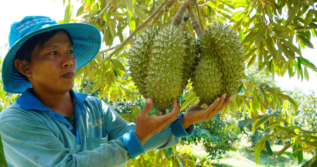 Vườn sầu riêng 1 tại Tân Thạnh, Long An. Ảnh: Hoàng Nam