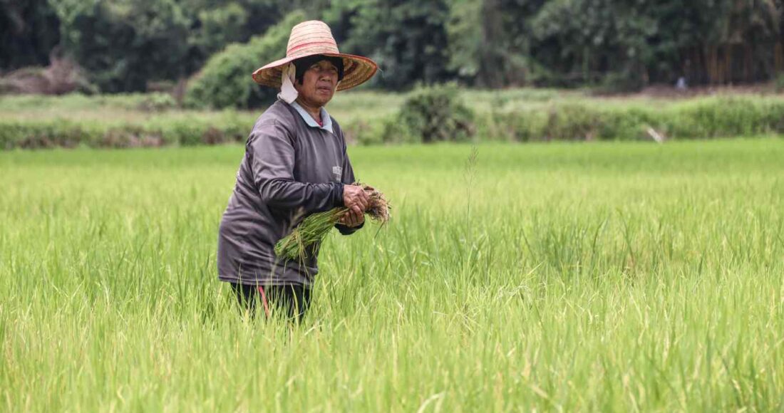 Một nông dân làm việc trên cánh đồng lúa ở tỉnh Khon Kaen, Thái Lan. Ảnh: Ken Kobayashi