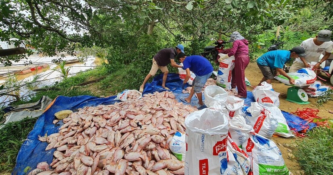 Cá diêu hồng chết được người dân vớt lên bán rẻ cho thương lái làm phân bón. Ảnh: Thái Hà