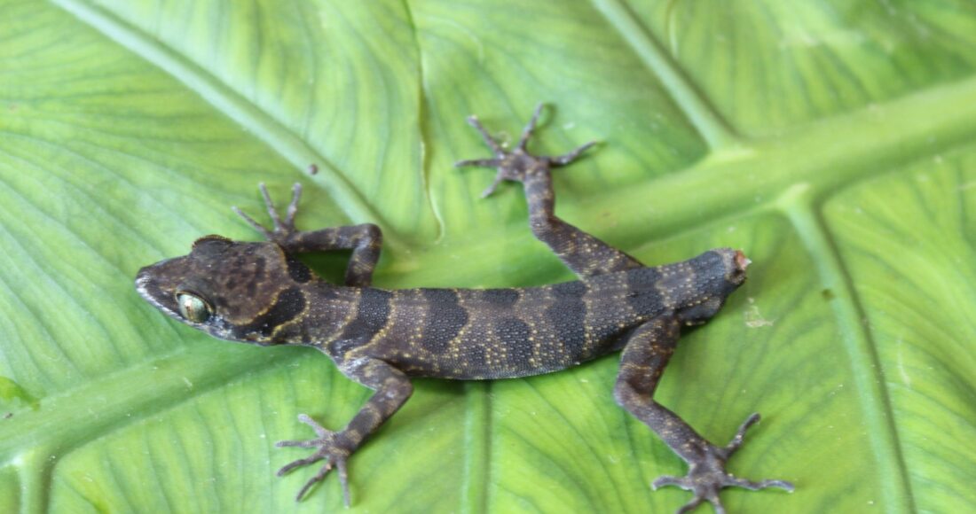 Phát hiện một loài thằn lằn ngón mới gần hang động Sơn Đoòng