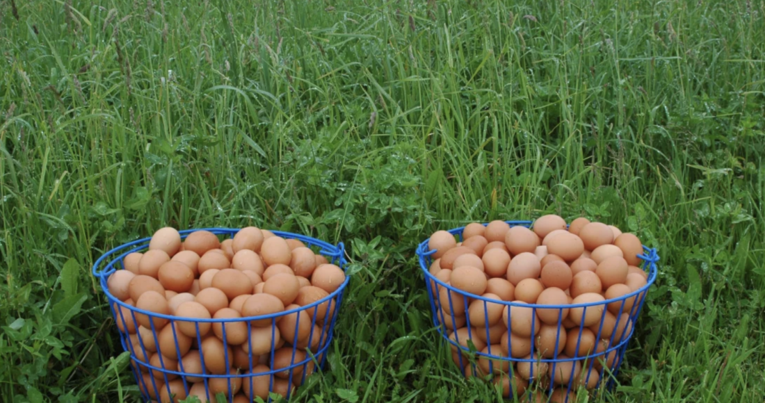 Trứng gà nâu đắt hơn trứng gà trắng bởi chi phí chăm sóc giống gà đắt hơn, vật nuôi tiêu thụ nhiều thức ăn hơn. Ảnh: Edmund McNamara