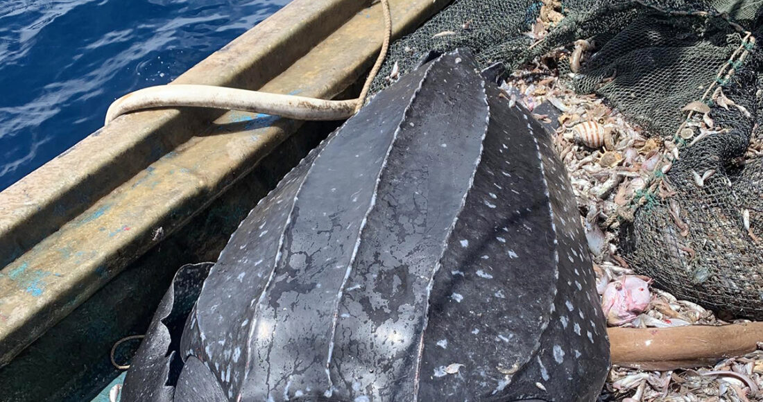 Con rùa biển mắc lưới ngư dân. Ảnh: Công Hậu