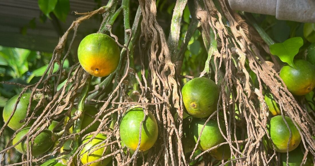 Cau - quả được thương lái tranh nhau mua ở Quảng Ngãi. Ảnh: Phạm Linh