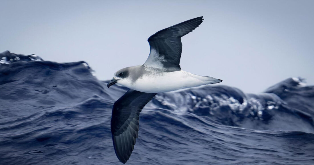 Loài chim biển chuyên cưỡi bão để kiếm ăn